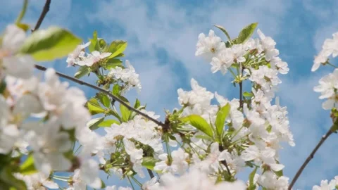 Strong cherry blossoms in spring. Fresh cherry flowers. Cherry flowers. White Stock Footage 197078966
