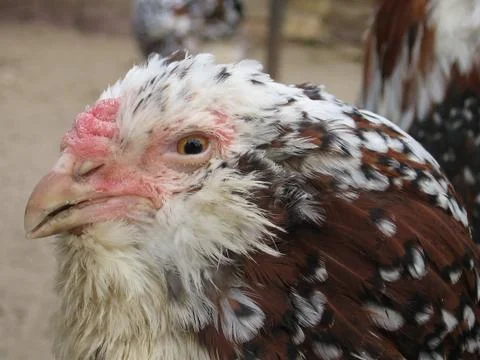 Strong cock Stock Photos