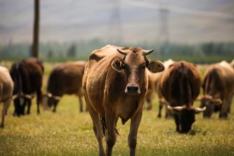 Strong Cow Foto stock