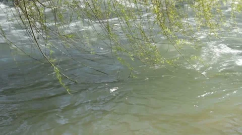 Strong current carries willow tips Stock-Footage 7740757