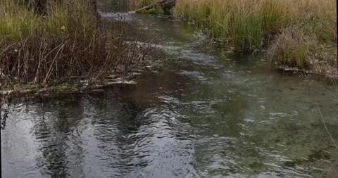 Strong current on the river along the grass bank. Curved riverbed Stock Footage 164266193