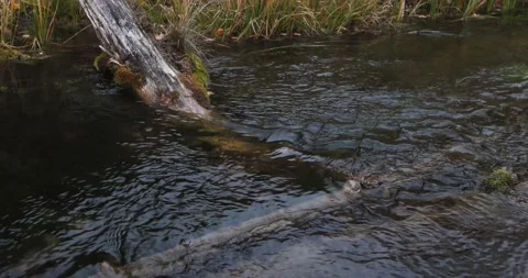 Strong current on the river along the grassy bank. Stock Footage 164266194