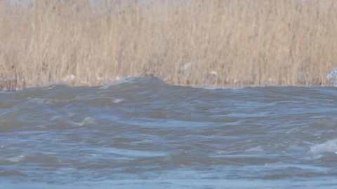 Strong current in the river creates waves on a sunny and cold winter day. Video stock 96409019