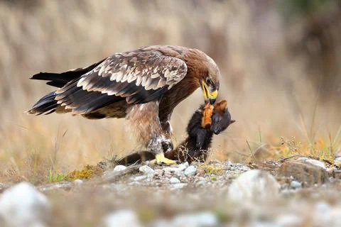 Strong eastern imperial eagle feeding on a dead marten on a meadow in winter Stock Photos
