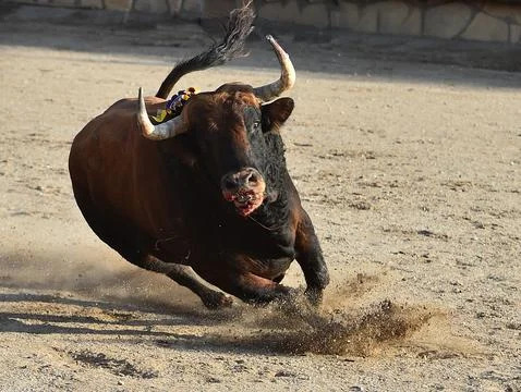 Strong fighting bull Stock Photos