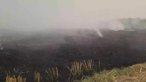 Strong fire in an empty field. Smoke in field Stock Footage 255974029