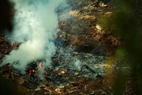 Strong Fire In The Forest Stock Photos