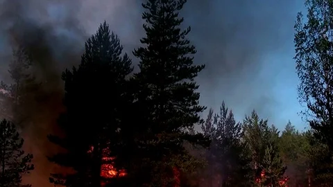 Strong fire in the wild forest. Stock Footage 125089870