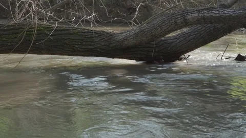 Strong flow of a mountain river. A fallen old tree hanging over the water. Stock Footage 187686200