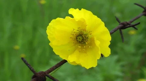 Strong flower not afraid a barbed wire 動画素材 8663166