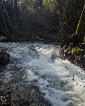 Strong-flowing forest stream in dramatic light. Stock Photos