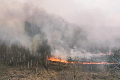 Strong forest fire. Burning grass and trees. Dry grass, smoke and flames. Thi Stock Photos