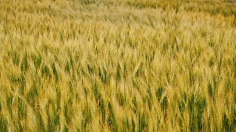 Strong gale force winds sway the wheat field Stock Footage 133320627