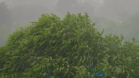 Strong Gale Winds and Heavy Rain Bending Tree Canopies During Severe Storm 库存影片 345981238