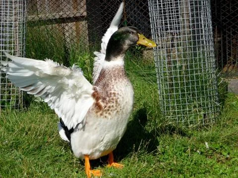 Strong goose Stock Photos