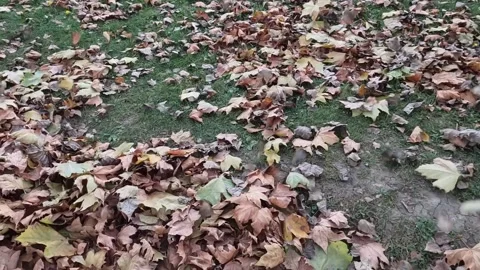 Strong gust of wind blowing dry autumn leaves Stock Footage 293133381