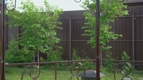 Strong gust of wind blowing through backyard trees Stock Footage 337829653