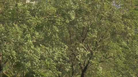 A Strong Gust of Wind Shaking the Tree Canopy in the Afternoon 스톡 동영상 317943453