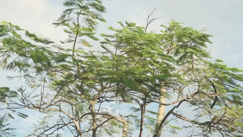 A Strong Gust of Wind Shaking the Tree Canopy in the Afternoon Stock-Footage 317943641