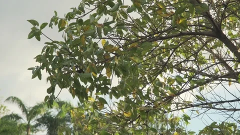 A Strong Gust of Wind Shaking the Tree Canopy in the Afternoon Stock Footage 317943822