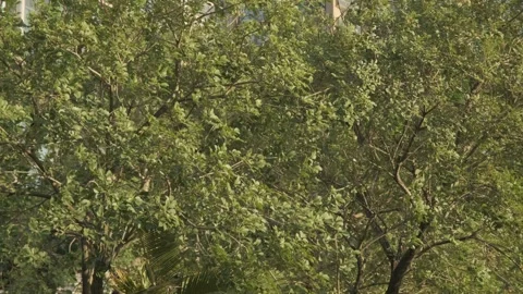 A Strong Gust of Wind Shaking the Tree Canopy in the Afternoon Видео 317943823