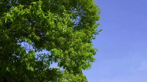 Strong Gusts of Wind Creating Dynamic Natural Motion Stock Footage 336767507