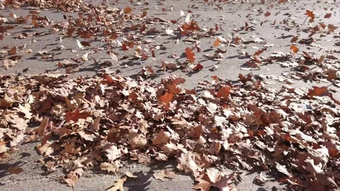 Strong gusts of wind make dry autumn leaves fly - leaf storm with bora winds - w Stock Footage 169874257