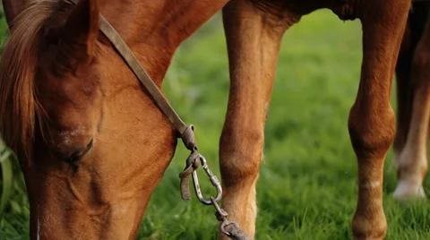 Strong healthy hourse eating grass Stock Footage 63359364
