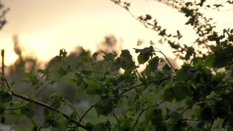 Strong heavy wind blows and shakes the branches and leaves of a raspberry bush Stock Footage 194342658