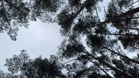 Strong heavy wind in the pine forest Stock Footage 277611341