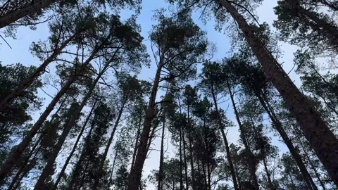 Strong heavy wind in the pine forest Stock Footage 277611446