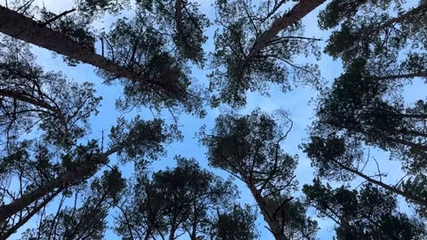 Strong heavy wind in the pine forest Stock Footage 277611478