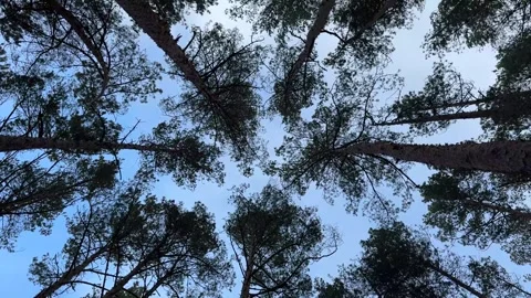 Strong heavy wind in the pine forest Stock Footage 277622376