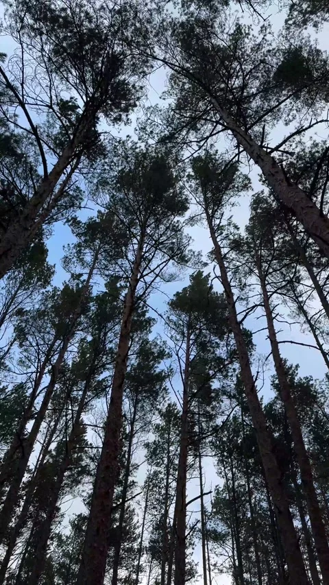 Strong heavy wind in the pine forest Stock Footage 277698683