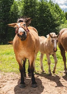 Strong horses used for pulling carts and in agriculture Stock Photos