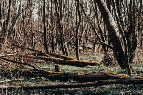 Strong hurricane tumbled down trees in the forest Stock Photos