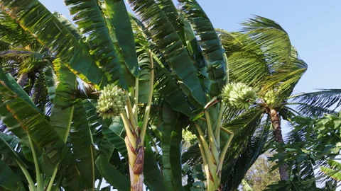 Strong hurricane wind bending tropical palm trees Video stock 338340994