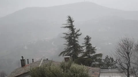 A strong hurricane wind bends and shakes large spruce and olive trees Vídeo Stock 149031236