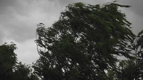 A strong hurricane wind knocks down a large tree. Storm warning. Severe weather. 스톡 동영상 134647261