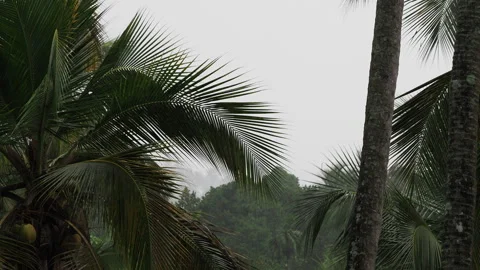 Strong hurricane winds blowing palm trees during rainstorm Stock-Footage 340643093
