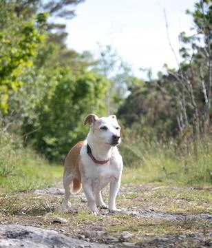 Strong Jack Russel Stockfoto's