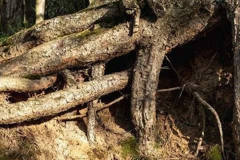 Strong large roots of an old tree on the surface of the earth. Stock Photos