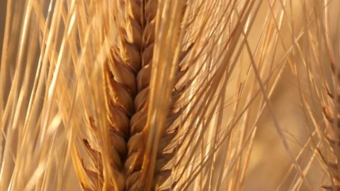 Strong light on barley in afield 库存影片 162598817