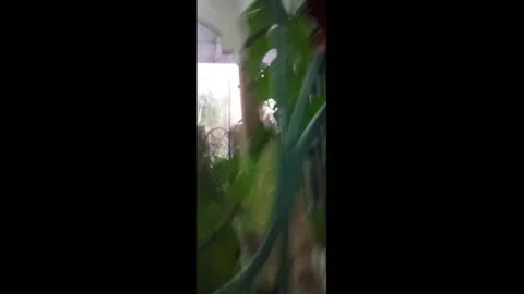 Strong Lightning Strike During Storm in Bogor City, Indonesia Stock Footage 248223604