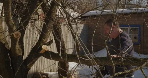 Strong man cutting dry branches of a fruit tree using a professional chainsaw in Stock Footage 332373798