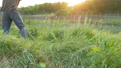 Strong man farmer mows a green grass with hand scythe on the background of the Stock Footage 112248930