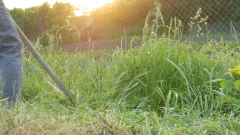 Strong man farmer mows a green grass with hand scythe on the background of the Stock Footage 112249953
