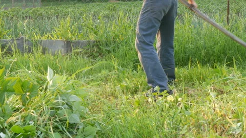 Strong man farmer mows a green grass with hand scythe on the background of the Stock Footage 112253288