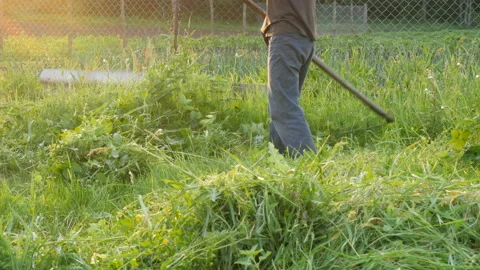 Strong man farmer mows a green grass with hand scythe on the background of the Stock Footage 112254065