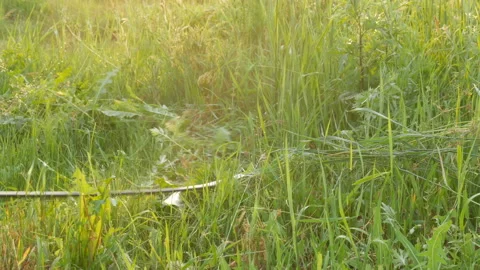 Strong man farmer mows a green grass with hand scythe on the background of the Stock Footage 112255689